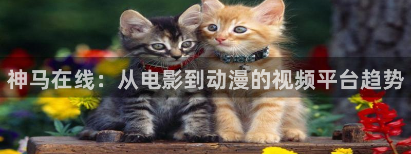 神马在线：从电影到动漫的视频平台趋势
