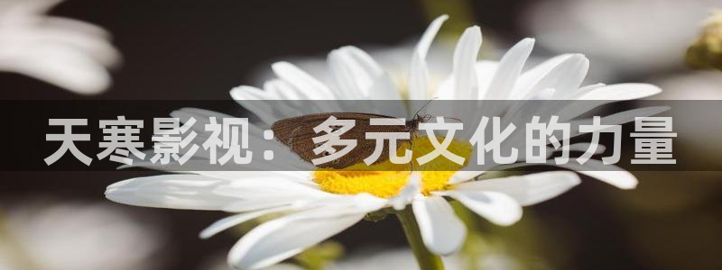 天寒影视：多元文化的力量