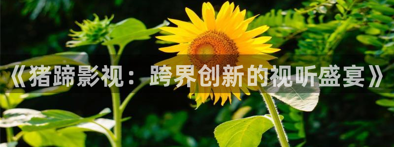 《猪蹄影视：跨界创新的视听盛宴》